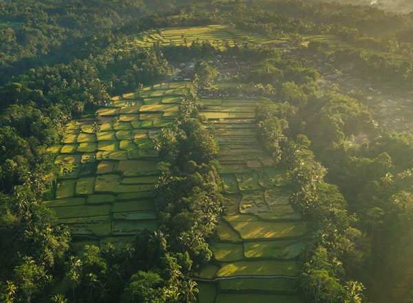 Biomass processing
