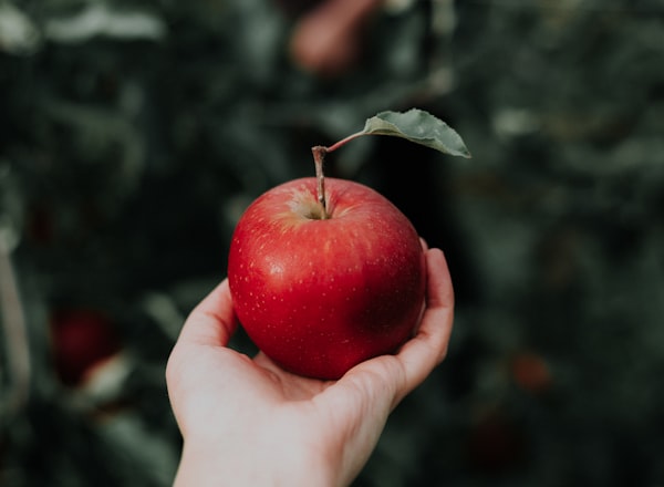 Apple orchards